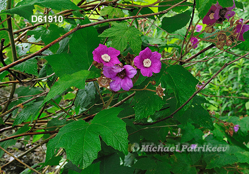 Purple-flowering Raspberry (Rubus odoratus)